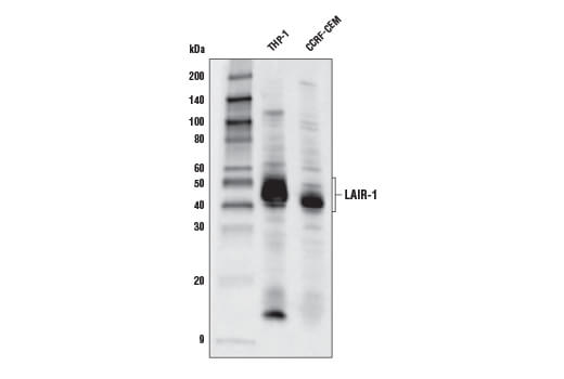 Western Blotting Image 1: LAIR-1 Antibody