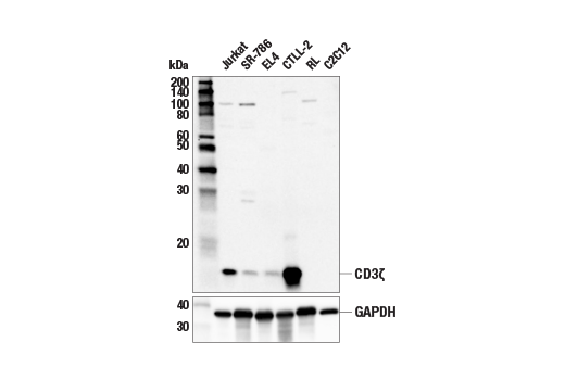 Western Blotting Image 1: CD3ζ Antibody