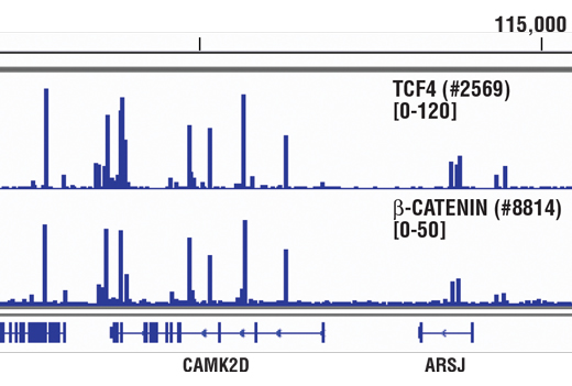 Chromatin Immunoprecipitation Image 1: Non-phospho (Active) β-Catenin (Ser33/37/Thr41) (D13A1) Rabbit mAb