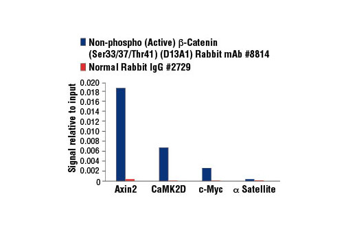 Chromatin Immunoprecipitation Image 3: Non-phospho (Active) β-Catenin (Ser33/37/Thr41) (D13A1) Rabbit mAb