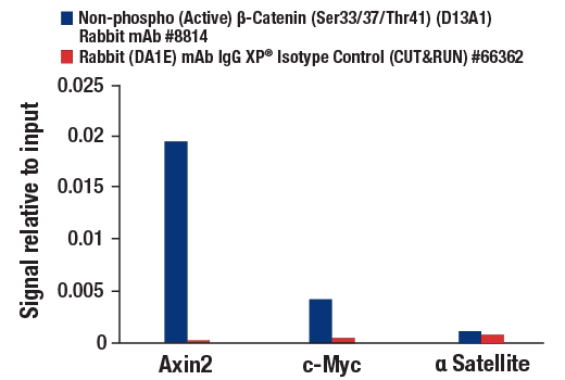 CUT and RUN Image 3: Non-phospho (Active) β-Catenin (Ser33/37/Thr41) (D13A1) Rabbit mAb