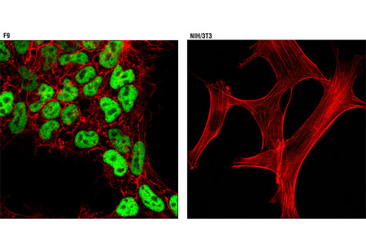 Immunofluorescence Image 1: Nanog (D2A3) XP® Rabbit mAb