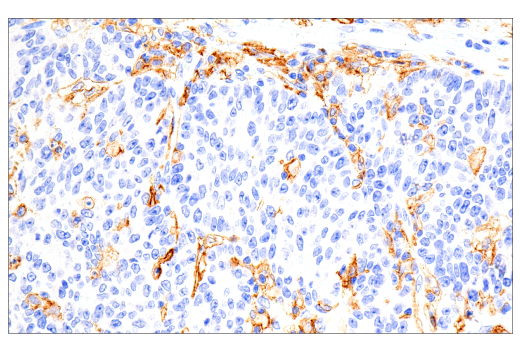 Immunohistochemistry Image 1: CD16 (2H7) Mouse mAb