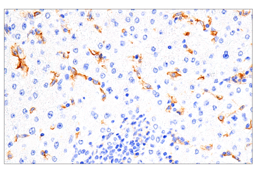 Immunohistochemistry Image 3: CD16 (2H7) Mouse mAb