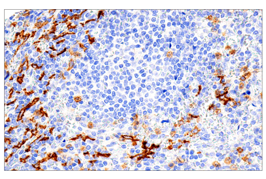 Immunohistochemistry Image 2: CD16 (2H7) Mouse mAb