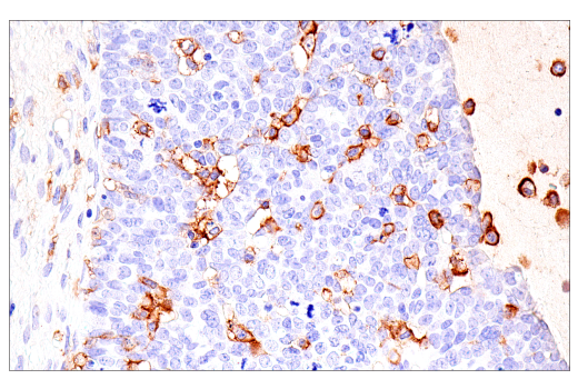 Immunohistochemistry Image 6: CD16 (2H7) Mouse mAb