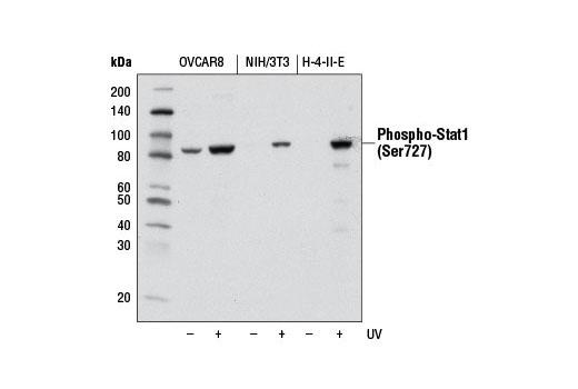 Western Blotting Image 1: Phospho-Stat1 (Ser727) (D3B7) Rabbit mAb