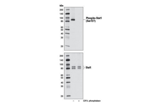  Image 23: Type I Interferon Induction and Signaling Antibody Sampler Kit