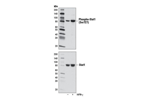  Image 29: Type I Interferon Induction and Signaling Antibody Sampler Kit