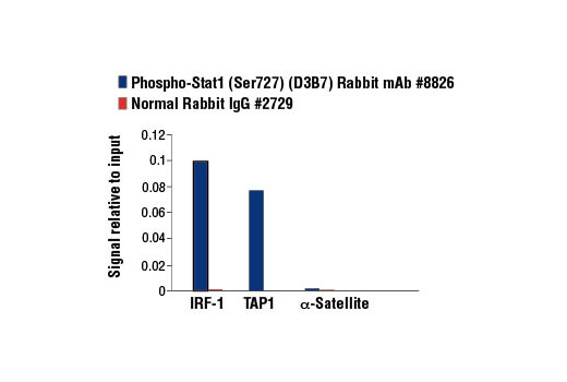 Chromatin Immunoprecipitation Image 1: Phospho-Stat1 (Ser727) (D3B7) Rabbit mAb