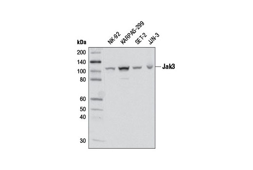  Image 4: Jak Isoform Antibody Sampler Kit