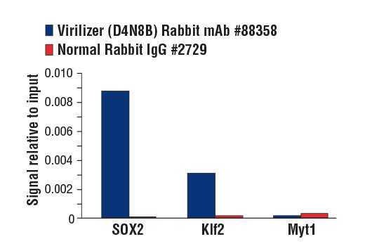 Chromatin Immunoprecipitation Image 1: Virilizer (D4N8B) Rabbit mAb