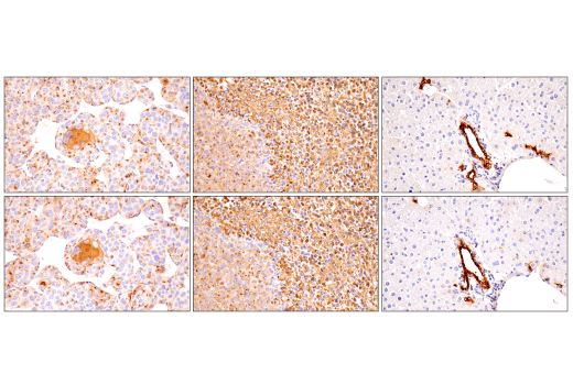 Immunohistochemistry Image 4: Osteopontin/SPP1 (E9Z1D) Rabbit mAb