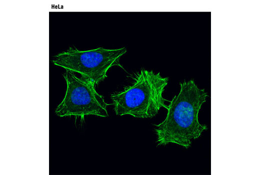 Immunofluorescence Image 1: Alexa Fluor® 488 Phalloidin