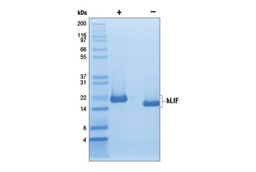  Image 2: Human Leukemia Inhibitory Factor (hLIF)