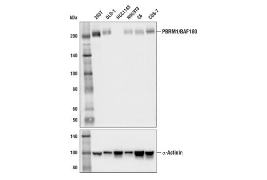  Image 7: PBAF Complex Antibody Sampler Kit