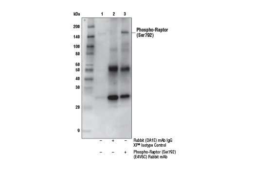  Image 5: PhosphoPlus® Raptor (Ser792) Antibody Duet