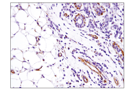Immunohistochemistry Image 1: SDF1/CXCL12 (D8G6H) Rabbit mAb (BSA and Azide Free)