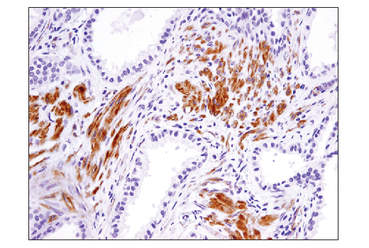 Immunohistochemistry Image 2: SDF1/CXCL12 (D8G6H) Rabbit mAb (BSA and Azide Free)