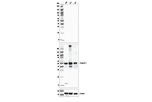  Image 17: Mouse Reactive Pyroptosis Antibody Sampler Kit