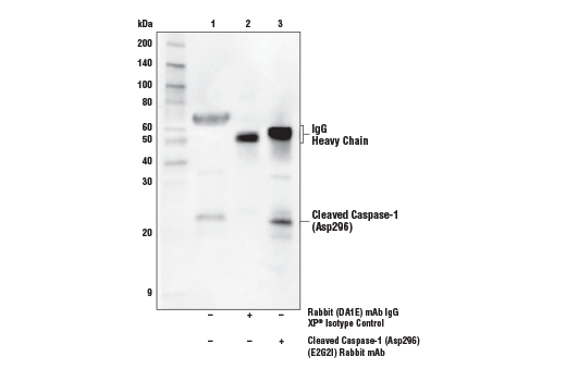 Immunoprecipitation Image 1: Cleaved Caspase-1 (Asp296) (E2G2I) Rabbit mAb