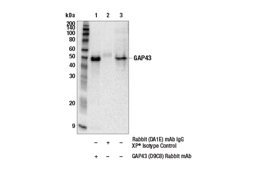  Image 3: Mature Neuron Marker Antibody Sampler Kit