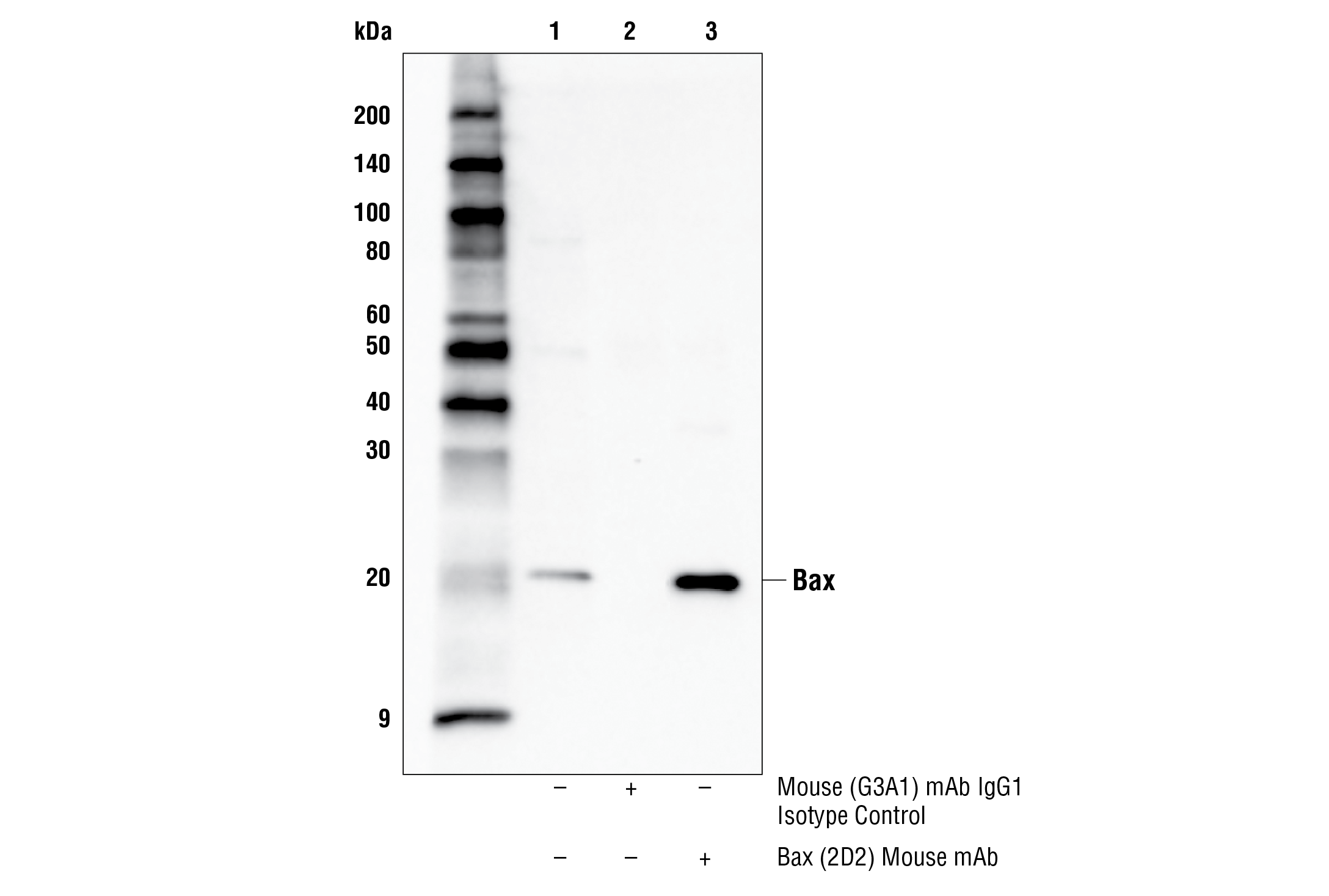 Immunoprecipitation Image 1: Bax (2D2) Mouse mAb