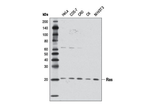  Image 7: Mutant Ras Antibody Sampler Kit