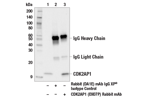 Immunoprecipitation Image 1: CDK2AP1 (E9D7P) Rabbit mAb