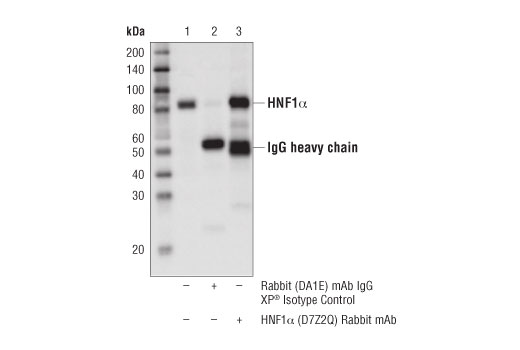 Immunoprecipitation Image 1: HNF1α (D7Z2Q) Rabbit mAb