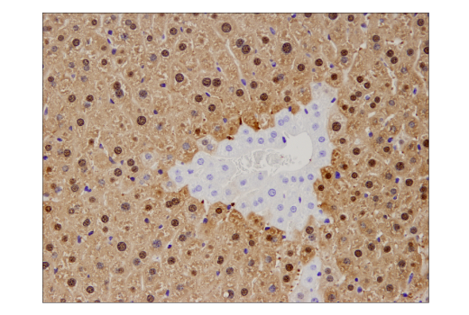 Immunohistochemistry Image 5: Arginase-1 (D4E3M™) XP® Rabbit mAb (BSA and Azide Free)