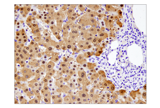 Immunohistochemistry Image 2: Arginase-1 (D4E3M™) XP® Rabbit mAb (BSA and Azide Free)