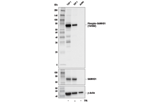  Image 18: Host Cell Viral Restriction Factor Antibody Sampler Kit