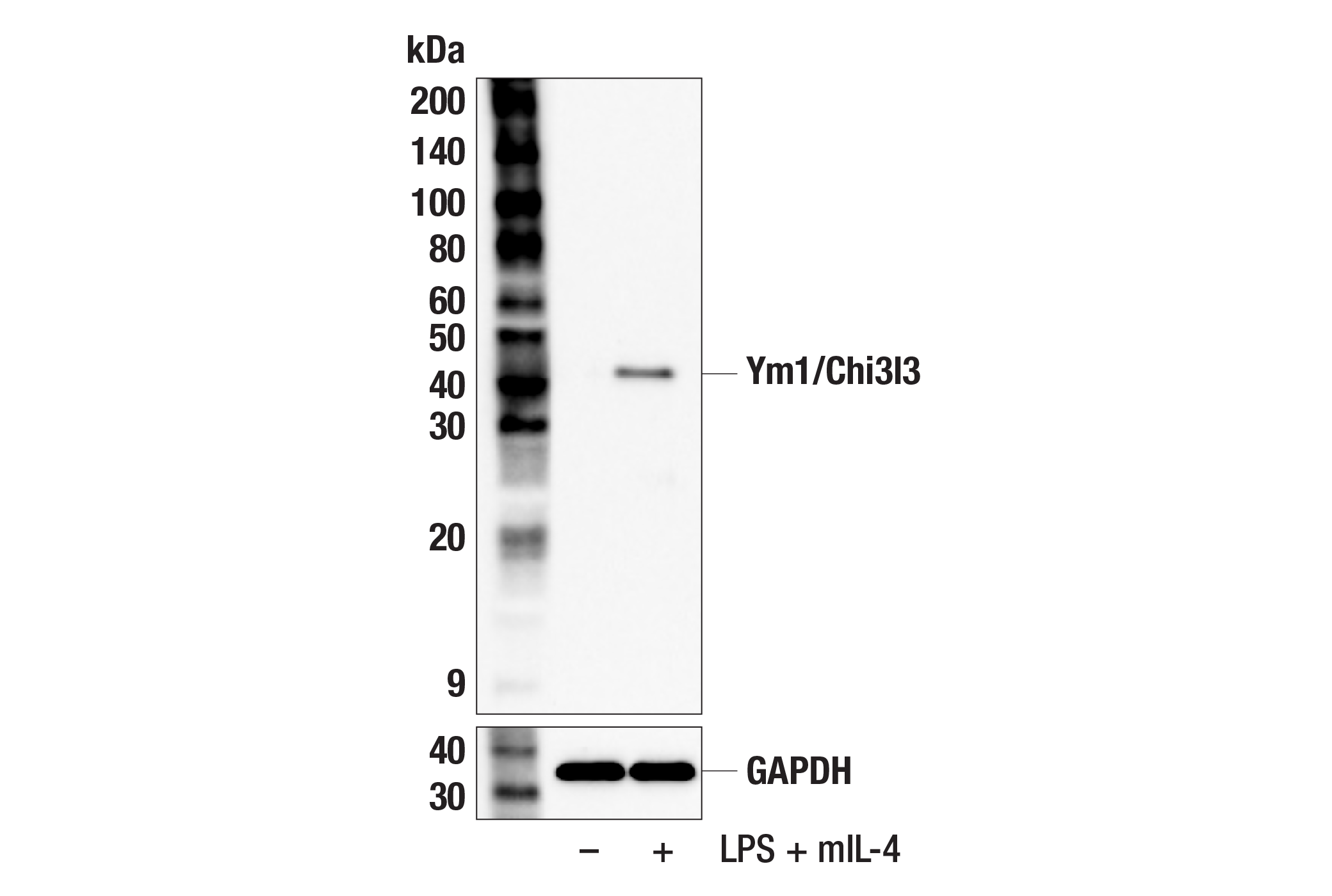 Western Blotting Image 2: Ym1/Chi3l3 (F7T7N) Rabbit mAb