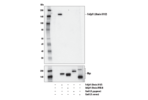  Image 5: Cas9 and Associated Proteins Antibody Sampler Kit