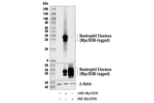 Western Blotting Image 1: Neutrophil Elastase (E8U3X) Rabbit mAb (BSA and Azide Free)