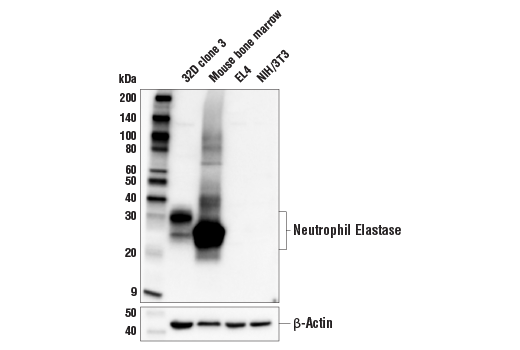 Western Blotting Image 2: Neutrophil Elastase (E8U3X) Rabbit mAb (BSA and Azide Free)