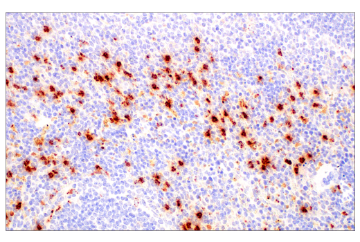 Immunohistochemistry Image 9: Neutrophil Elastase (E8U3X) Rabbit mAb (BSA and Azide Free)