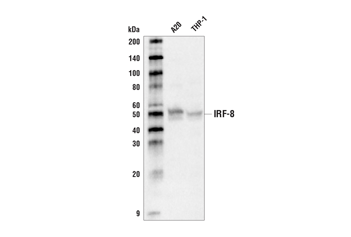 Western Blotting Image 1: IRF-8 (D20D8) Rabbit mAb (Biotinylated)
