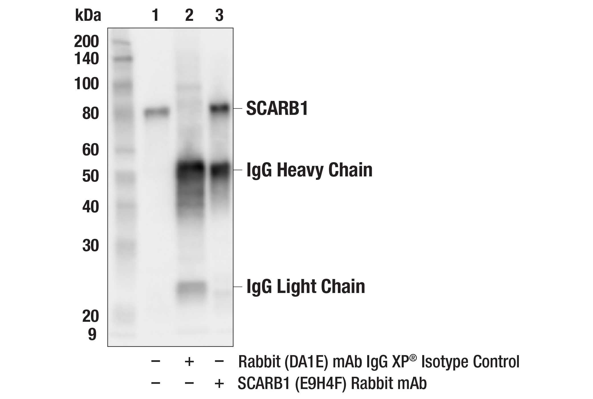 Immunoprecipitation Image 1: SCARB1 (E9H4F) Rabbit mAb
