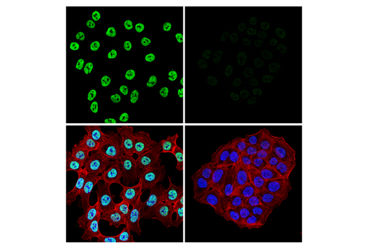 Immunofluorescence Image 1: NONO Antibody