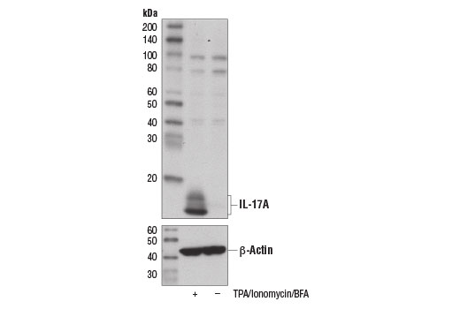 Western Blotting Image 1: IL-17A (D1X7L) Rabbit mAb (BSA and Azide Free)