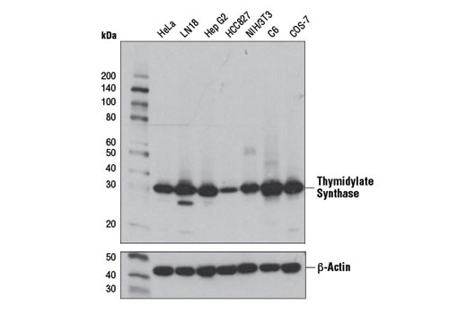 Image 10: One-Carbon Metabolism Antibody Sampler Kit