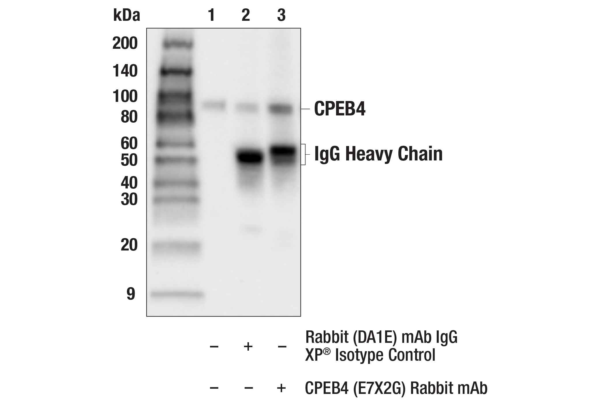 CPEB4 (E7X2G) Rabbit mAb | Cell Signaling Technology
