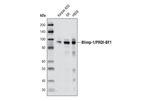 Western Blotting Image 1: Blimp-1/PRDI-BF1 (C14A4) Rabbit mAb (BSA and Azide Free)