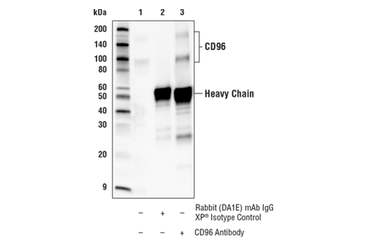 Immunoprecipitation Image 1: CD96 Antibody