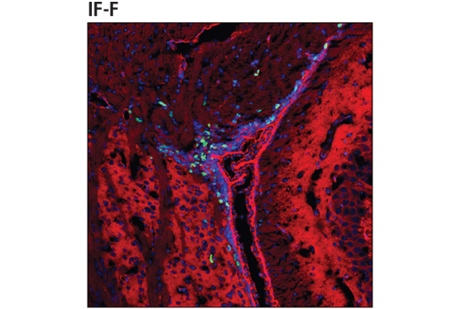  Image 10: Mouse Microglia Marker IF Antibody Sampler Kit