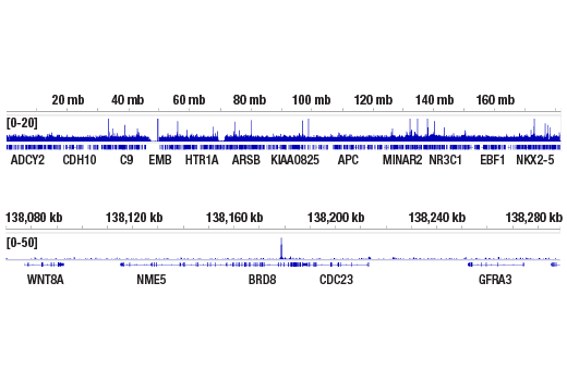  Image 2: PhosphoPlus® Stat3 (Tyr705) Antibody Kit