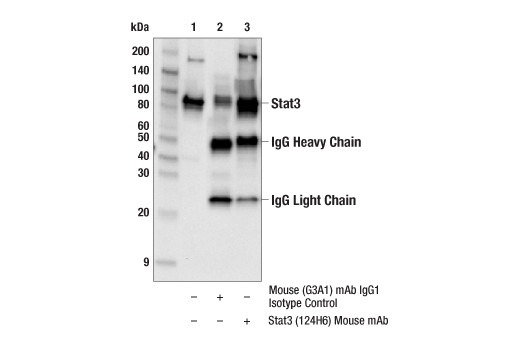  Image 4: PhosphoPlus® Stat3 (Tyr705) Antibody Kit