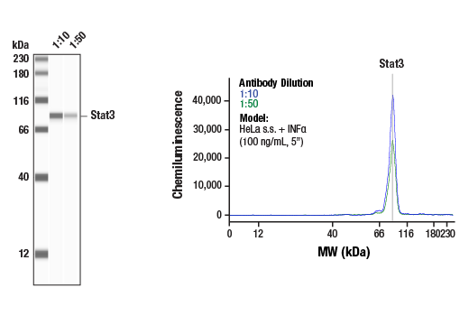  Image 5: PhosphoPlus® Stat3 (Tyr705) Antibody Kit
